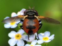 Gymnosoma sp.