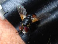 Gymnosoma sp.