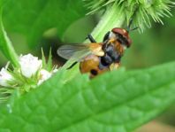 Gymnosoma sp.