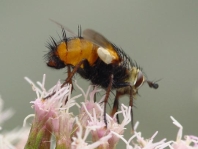 Raupenfliege, Tachina cf. fera