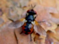 Gymnosoma sp.