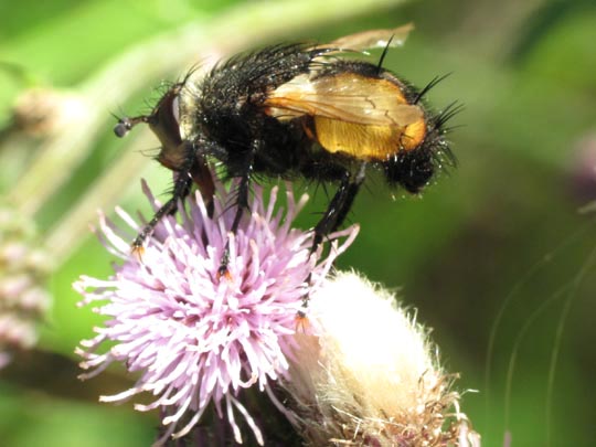 Nowickia sp.