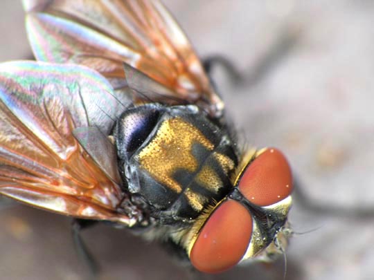 Phasia aurigera