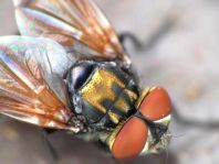 Phasia aurigera