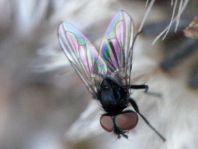 Phasia barbifrons