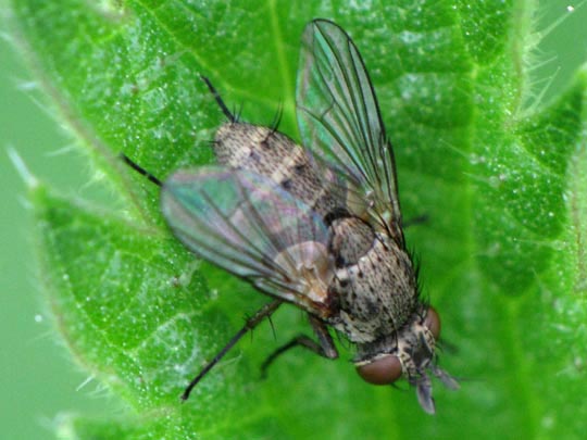 Siphona sp.