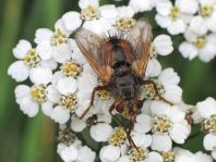 Raupenfliege, Tachina cf. fera