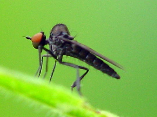 Rennfliege, Hybos culiciformis
