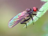 Rennfliege, Hybos culiciformis