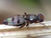 Geomyza tripunctata