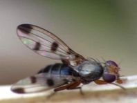 Geomyza tripunctata