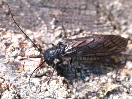 Sialidae, Schlammfliege, Sialis