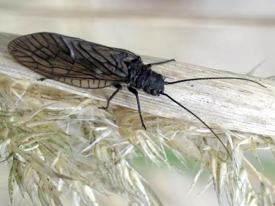Sialidae, Schlammfliege, Sialis