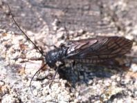 Sialidae, Schlammfliege, Sialis