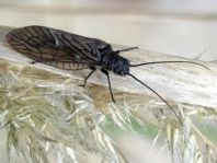 Sialidae, Schlammfliege, Sialis