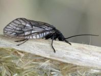 Sialidae, Schlammfliege, Sialis
