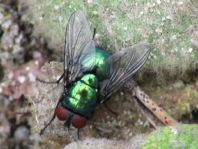 Lucilia sp., Goldfliege