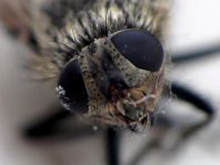 Pollenia sp.