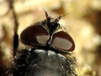 Pollenia sp.