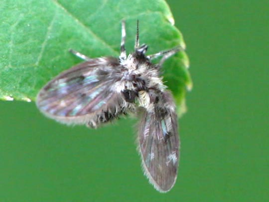 Psychodidae, Schmetterlingsmücken
