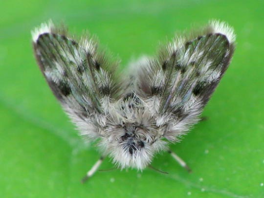 Psychodidae, Schmetterlingsmücken