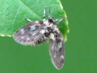 Psychodidae, Schmetterlingsmücken