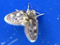 Psychodidae, Schmetterlingsmücken