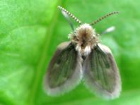 Psychodidae, Schmetterlingsmücken