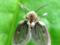 Psychodidae, Schmetterlingsmücken