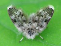 Psychodidae, Schmetterlingsmücken