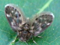 Psychodidae, Schmetterlingsmücken