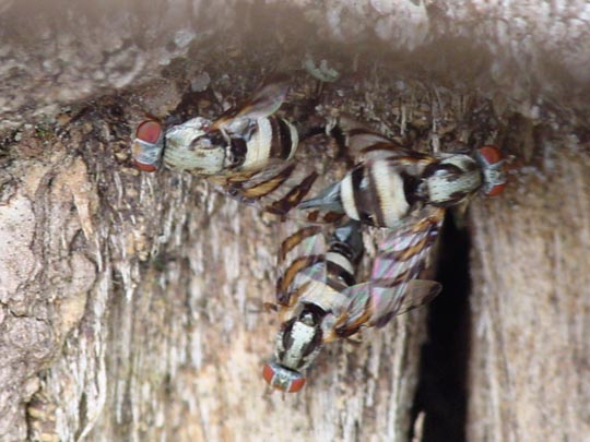 Myennis octopunctata