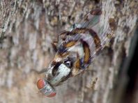 Myennis octopunctata