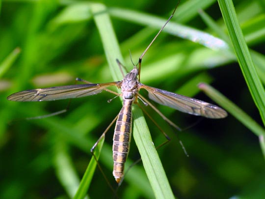 Tipula lateralis