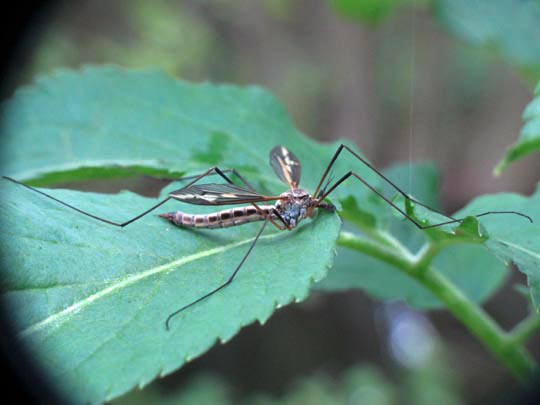 Schnake, Tipulidae