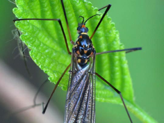 Nephrotoma sp.