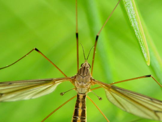 Tipula lateralis