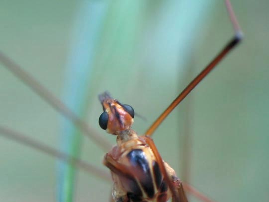 Nephrotoma sp.