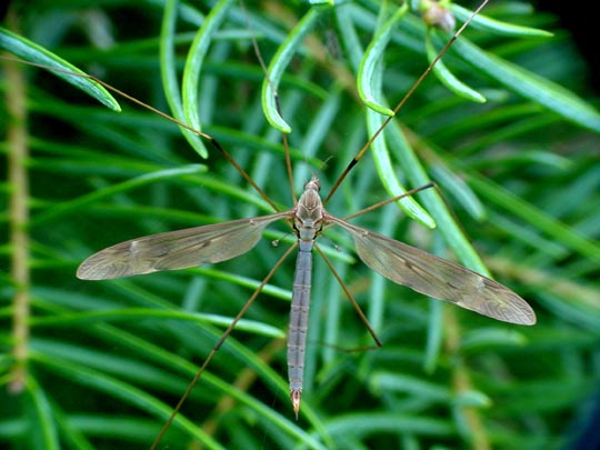 Schnaken, Tipulidae
