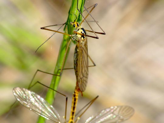 Nephrotoma sp.