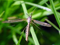 Tipula lateralis