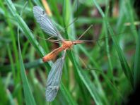 Tipula