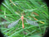 Tipula