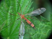 Tipula