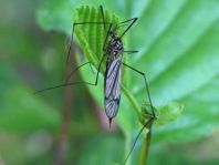 Nephrotoma sp.