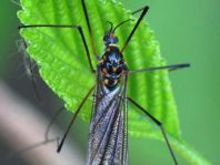 Nephrotoma sp.