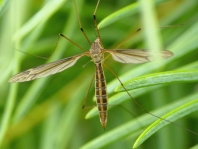Tipula lateralis