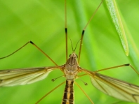 Tipula lateralis