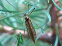 Nephrotoma sp.