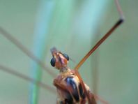 Nephrotoma sp.